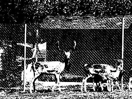 La Borda D'arnaldet キャンプ場